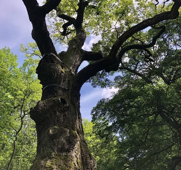(20. 10. 2024) Den stromů v Lounech