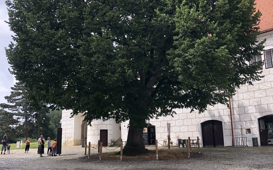 (22. 9. 2024) Beseda: péče o stromy ve městě s davidem burgrem